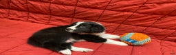 Border Collie dogs for sale: Eddie - Ad 6