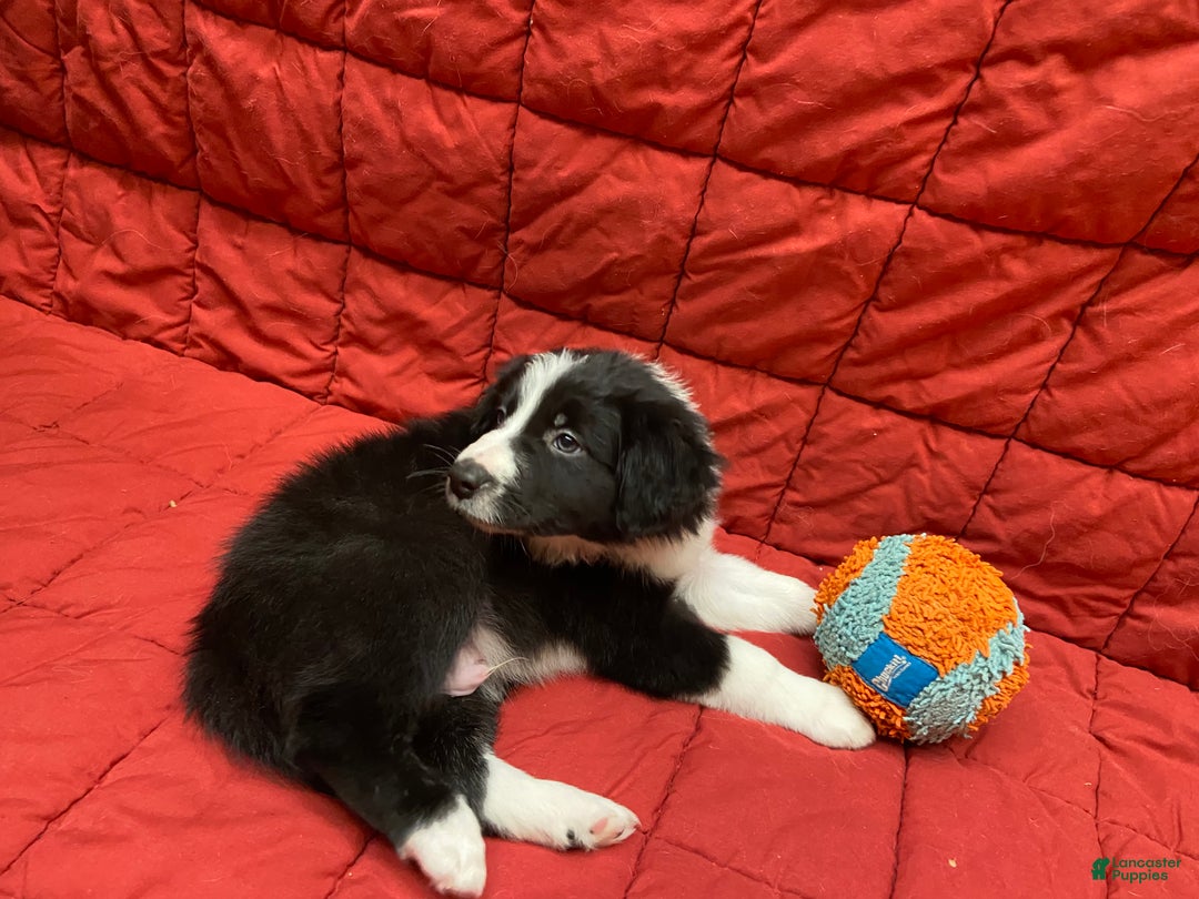 Border Collie dogs for sale: Eddie - Ad 6