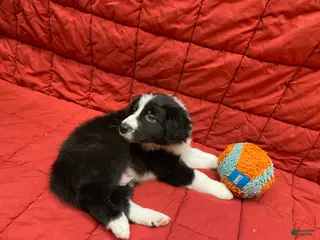 Border Collie dogs Enzo - Ad 41