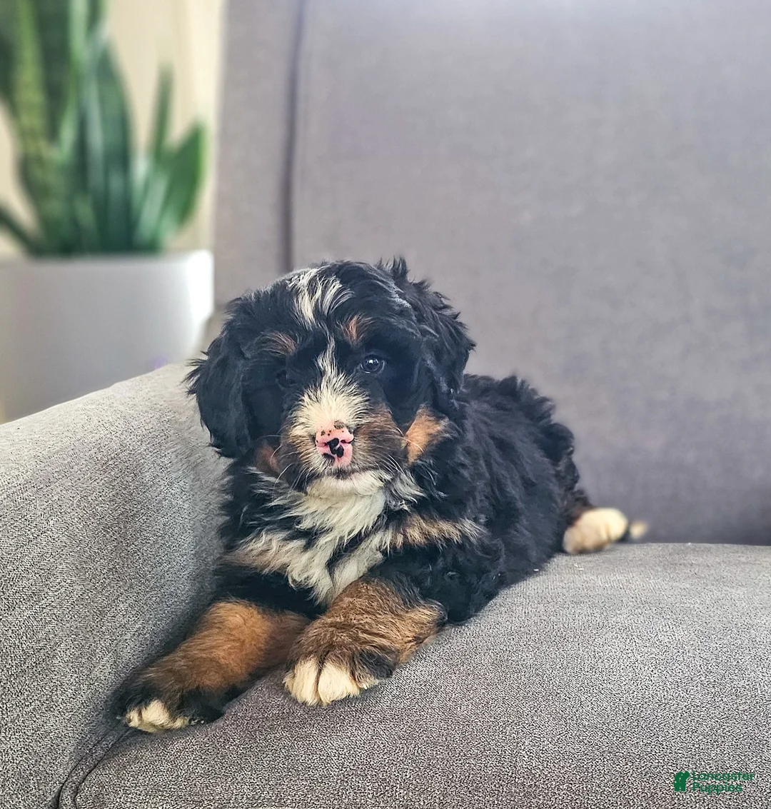 Bernedoodle dogs for sale: Duke - Ad 1