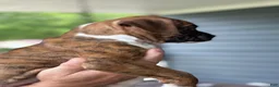 Boxer dogs for sale: Dagger - Ad 3