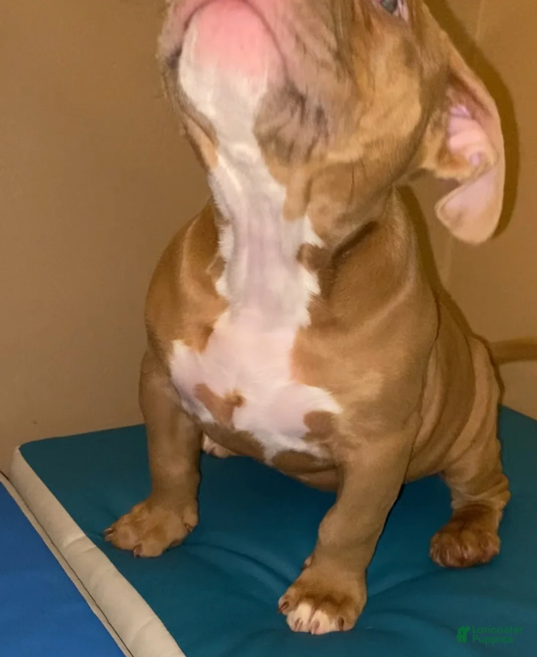 American Bully dogs for sale: MIRA - Ad 2