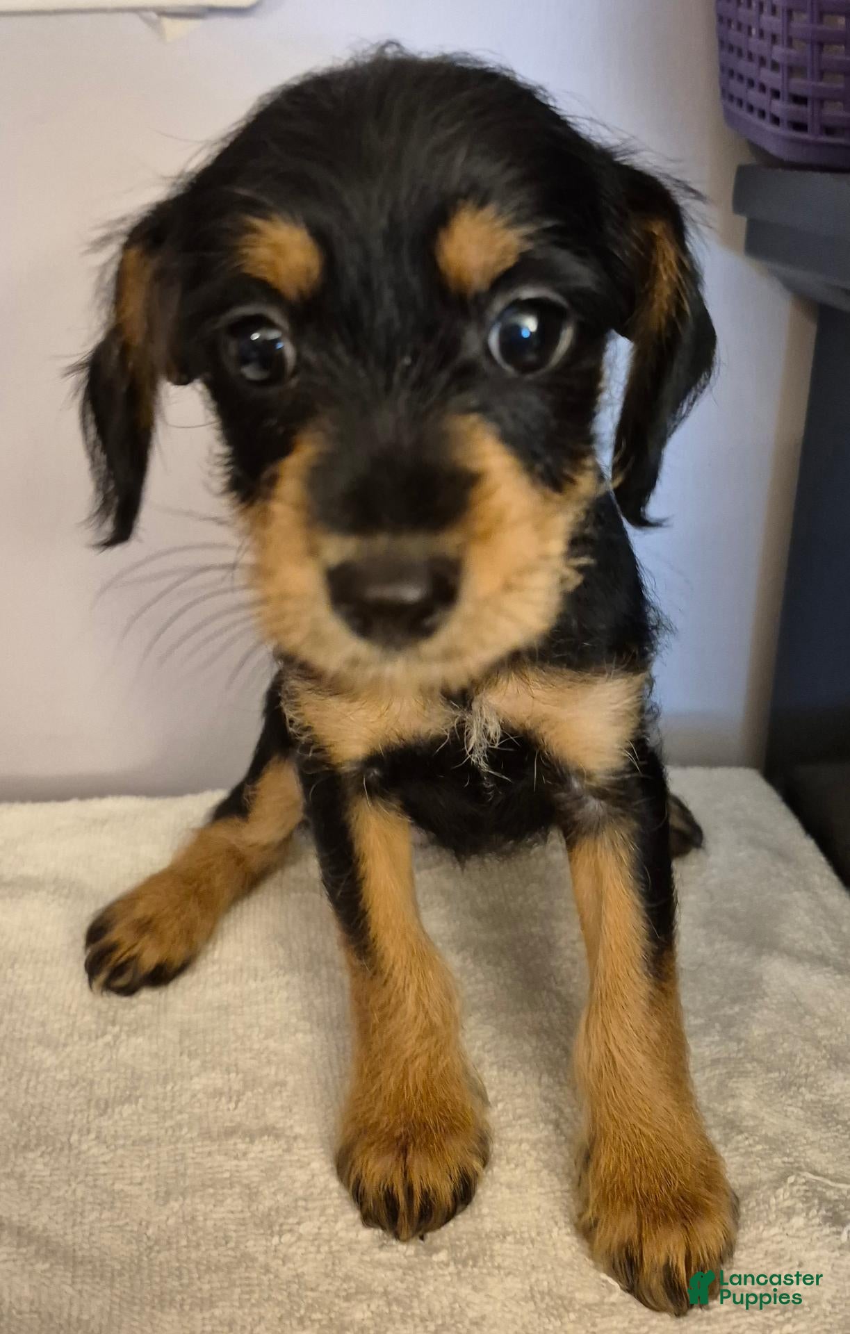 Mixed Breed dogs Mixed Breed 2 - Ad 20