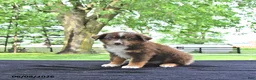 Australian Shepherd dogs for sale: Dusty - Ad 4