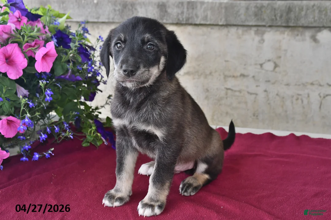 Goberian dogs for sale: Scott - Ad 3