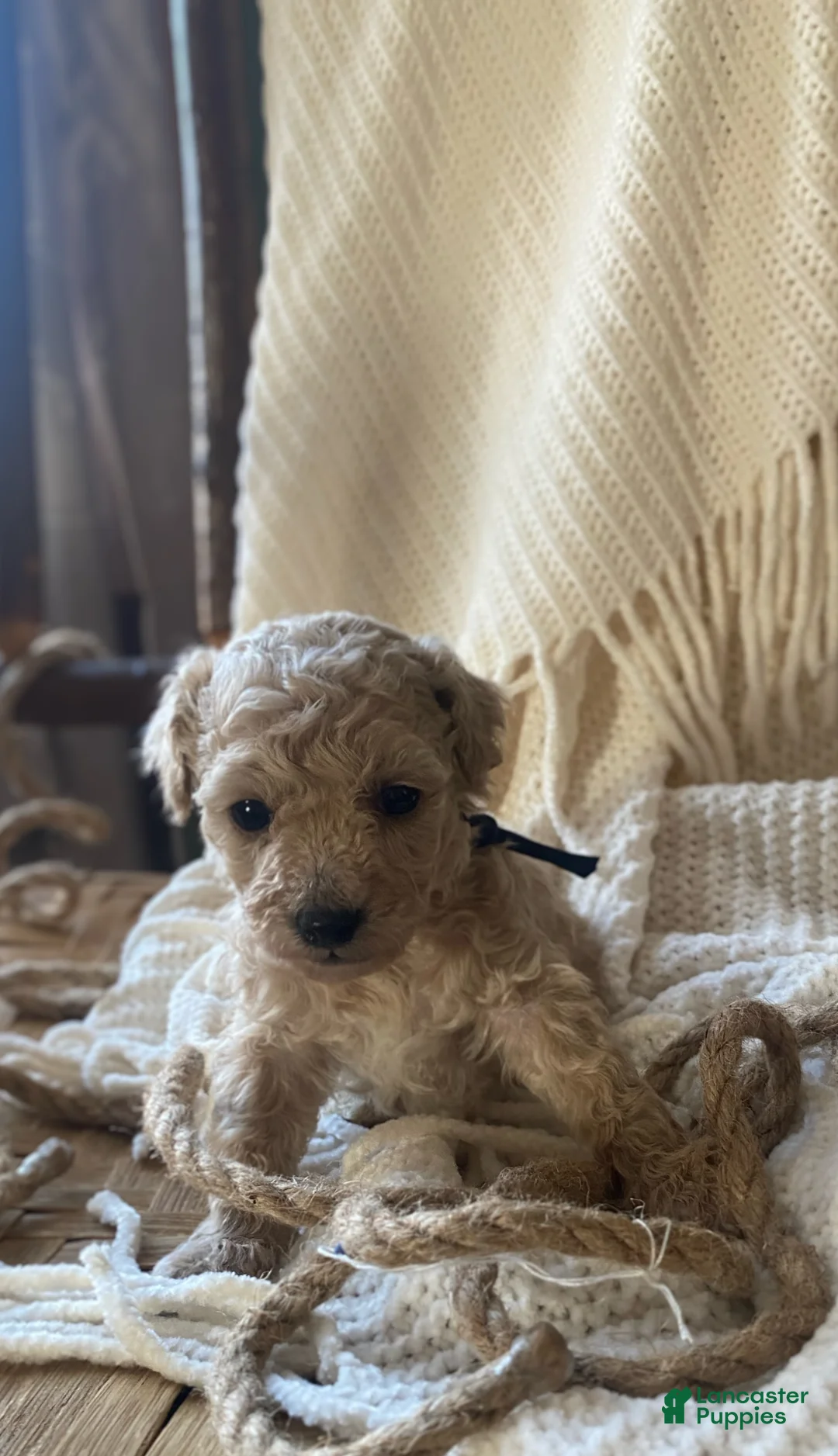 Toy Poodle dogs for sale: SWEET CAMERON  - Ad 15
