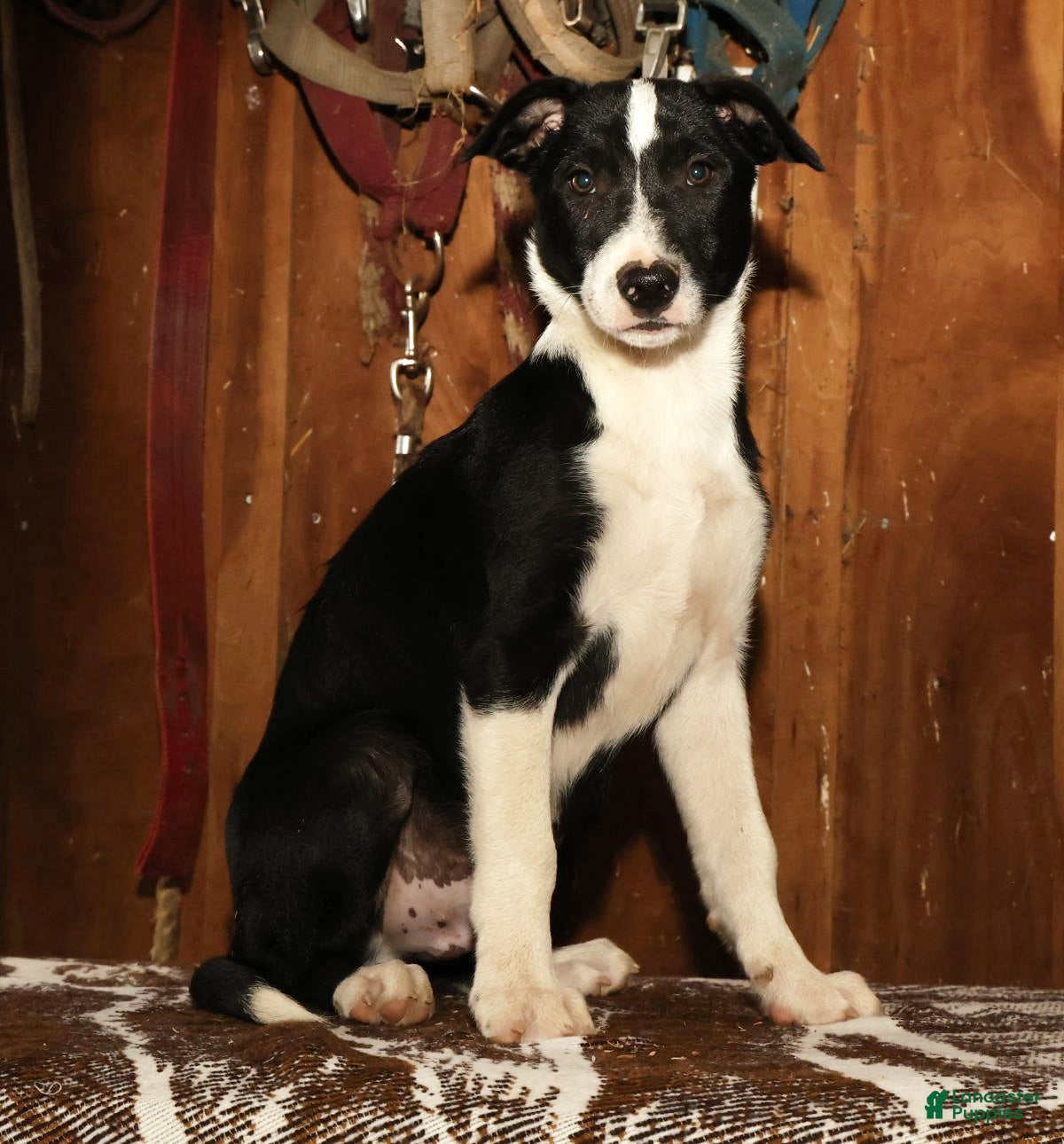 Border Collie dogs Max - Ad 1