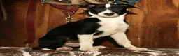 Border Collie dogs for sale: Max - Ad 1