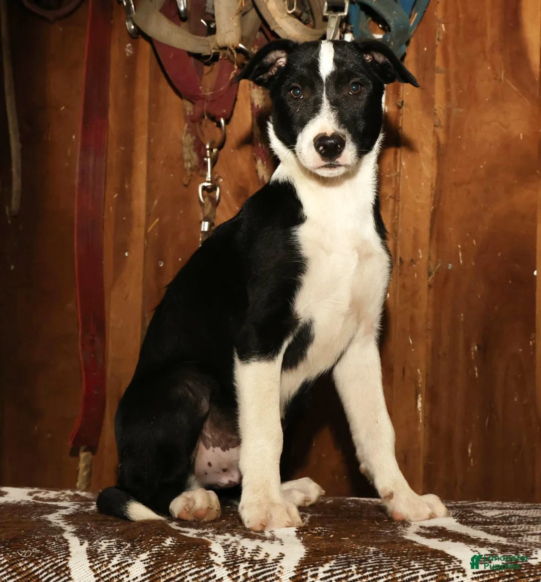 Border Collie dogs for sale: Max - Ad 1