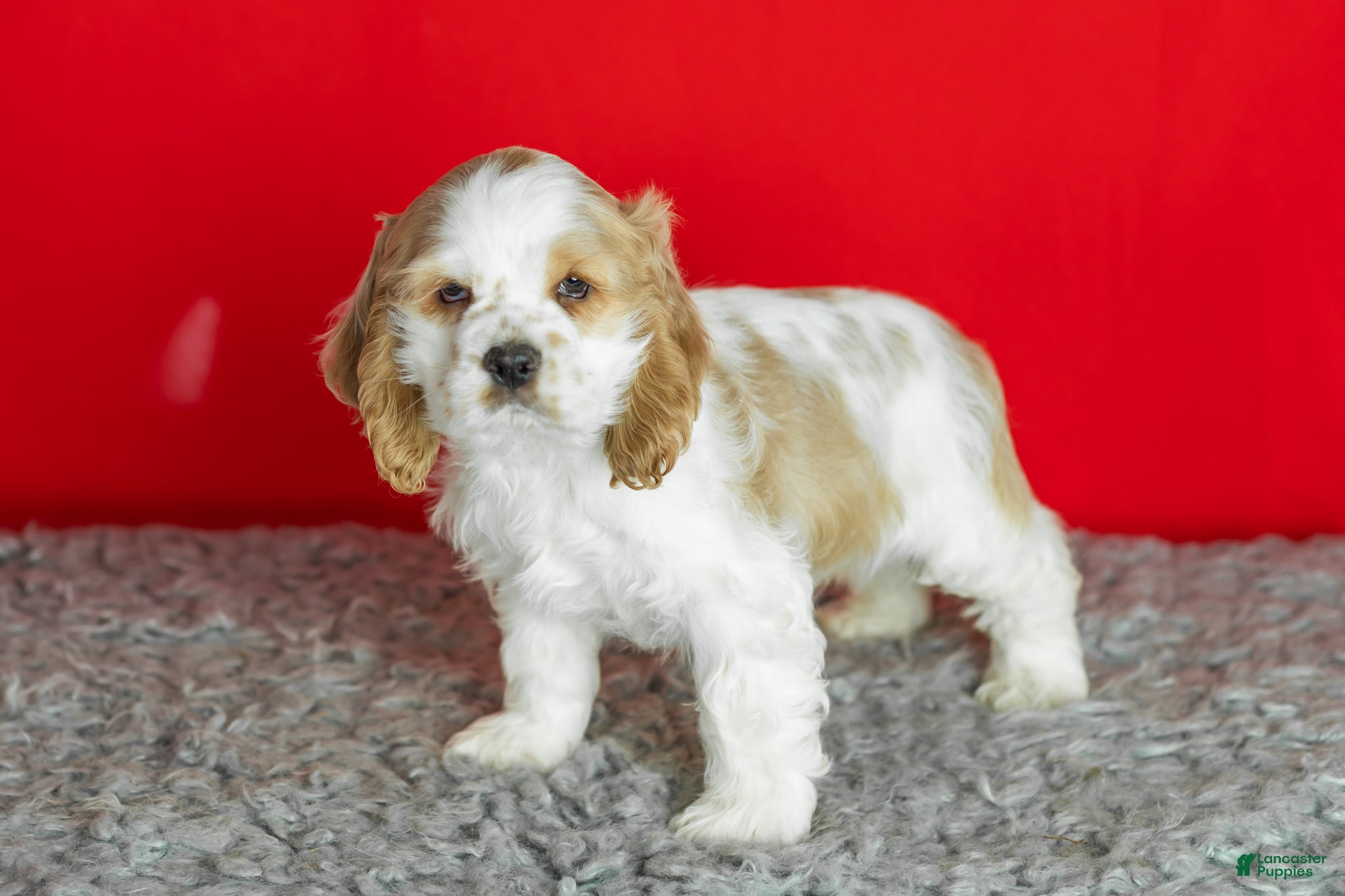 Cocker Spaniel dogs Pickles - Ad 31