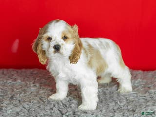 Cocker Spaniel dogs Pickles - Ad 20