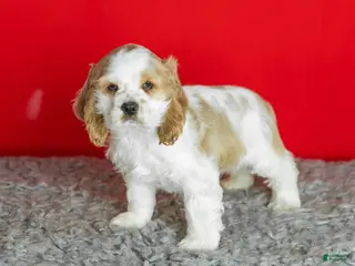 Cocker Spaniel dogs Pickles - Ad 29