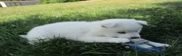 American Eskimo dogs for sale: Captain - Ad 5