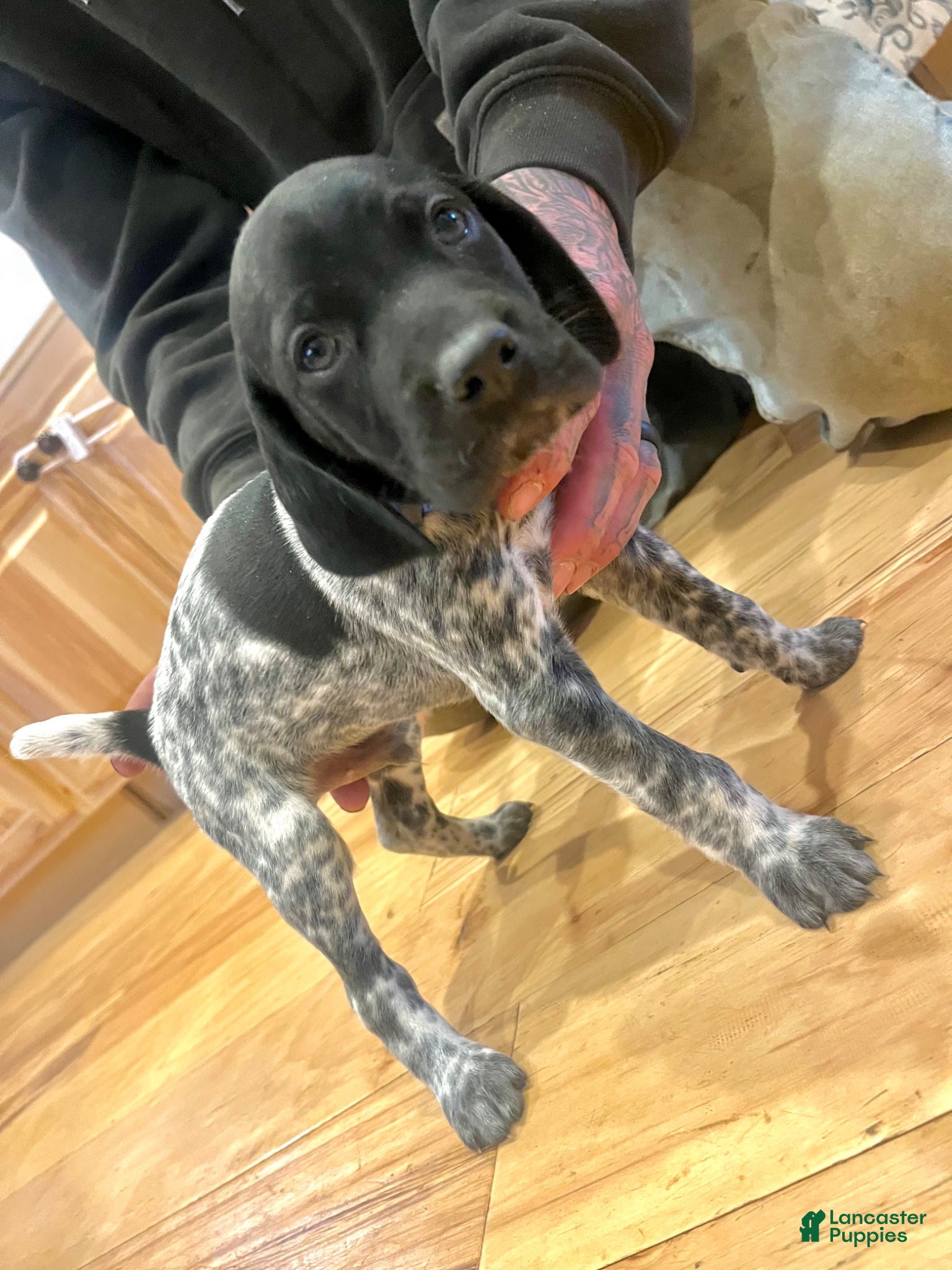 German Shorthaired Pointer dogs Walter - Ad 16