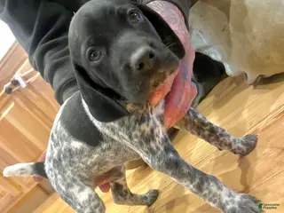 German Shorthaired Pointer dogs Walter - Ad 16