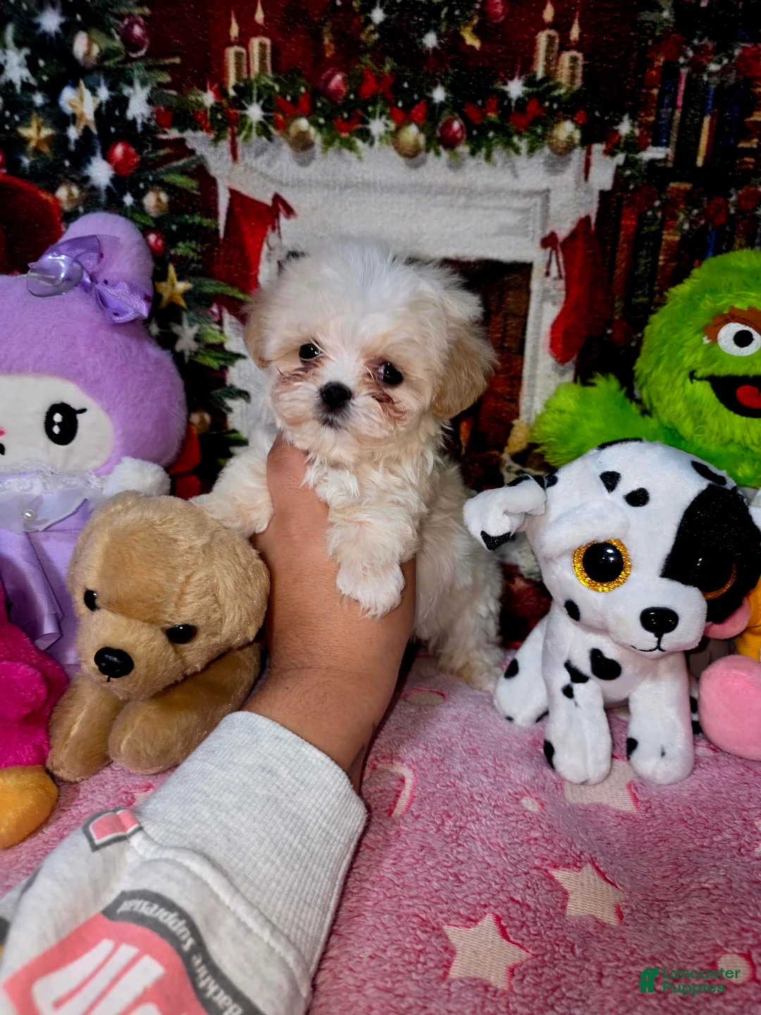 Gallery Image {{count}}