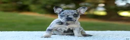French Bulldog dogs for sale: Cupcake - Blue Merle - Ad 7