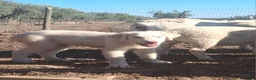 Great Pyrenees dogs for sale: Great Pyrenees 1 - Ad 1