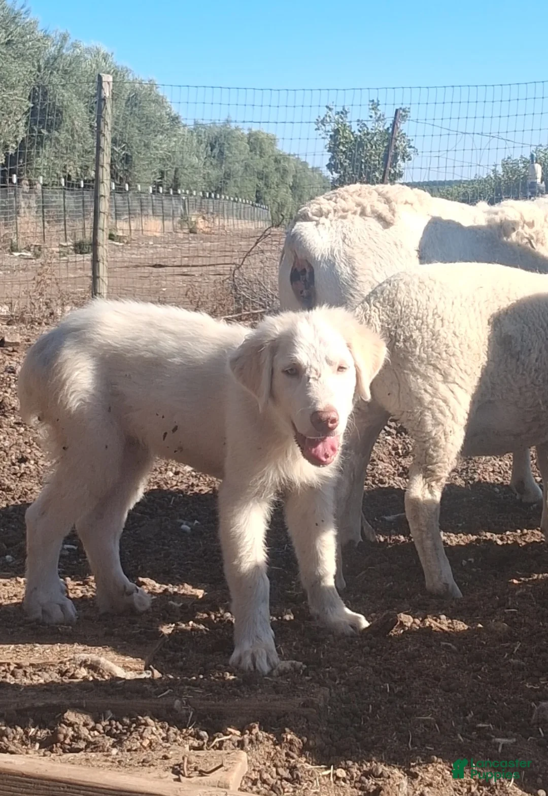 Great Pyrenees dogs for sale: Great Pyrenees 1 - Ad 1