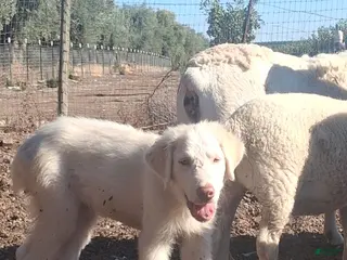 Great Pyrenees dogs Great Pyrenees 1 - Ad 19