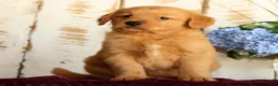 Golden Retriever dogs for sale: Sandy - Ad 2