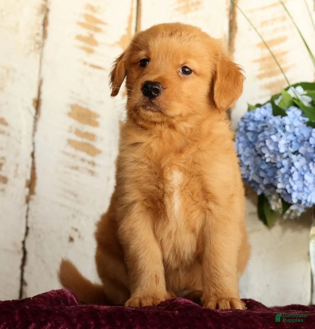 Golden Retriever dogs for sale: Sandy - Ad 2