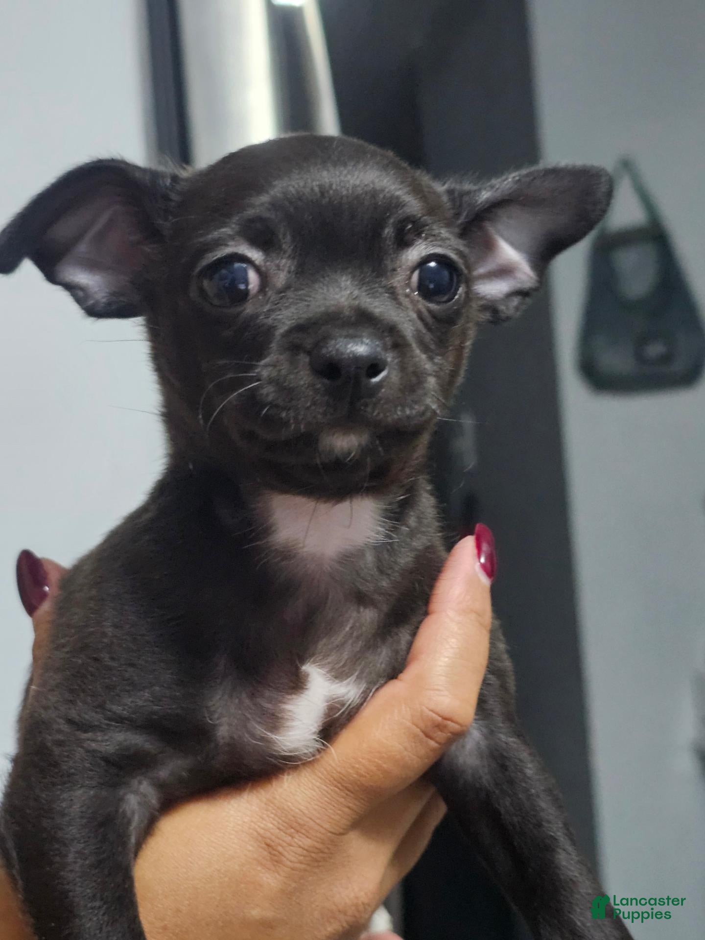 Chihuahua dogs Chihuahua 2 - Ad 13