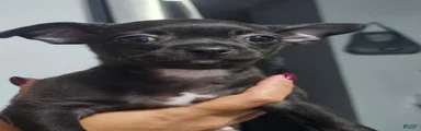 Chihuahua 2