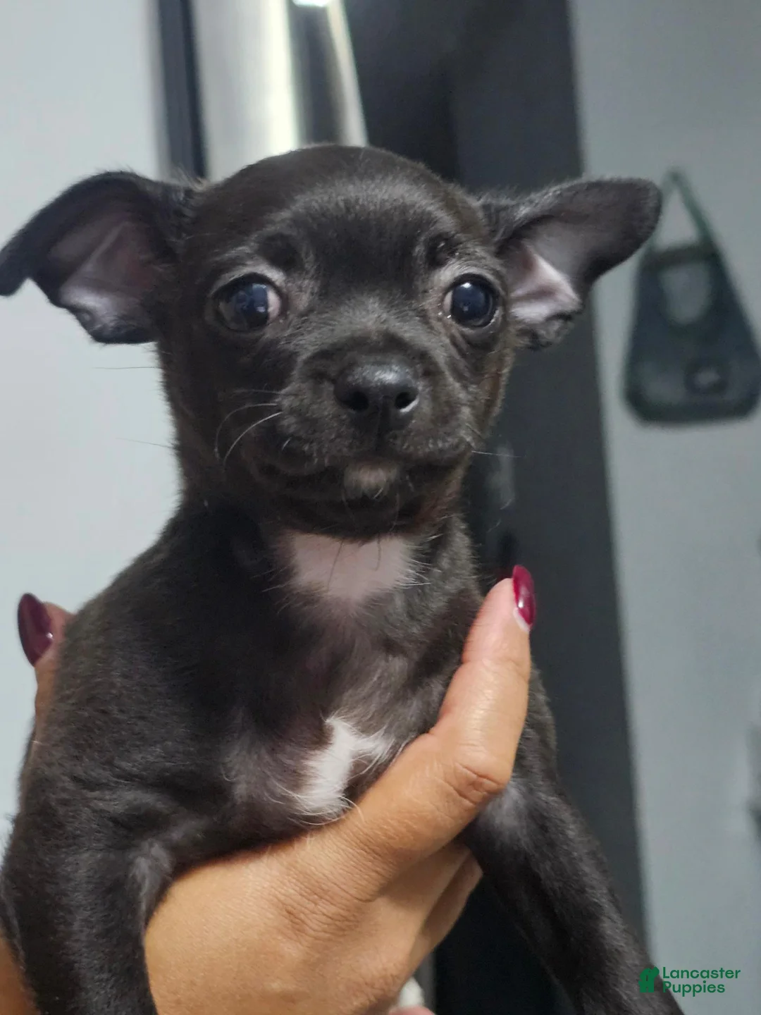Chihuahua dogs for sale: Chihuahua 2 - Ad 1