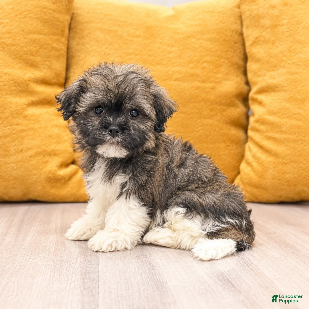 Havanese dogs for sale: Ashley - Ad 1
