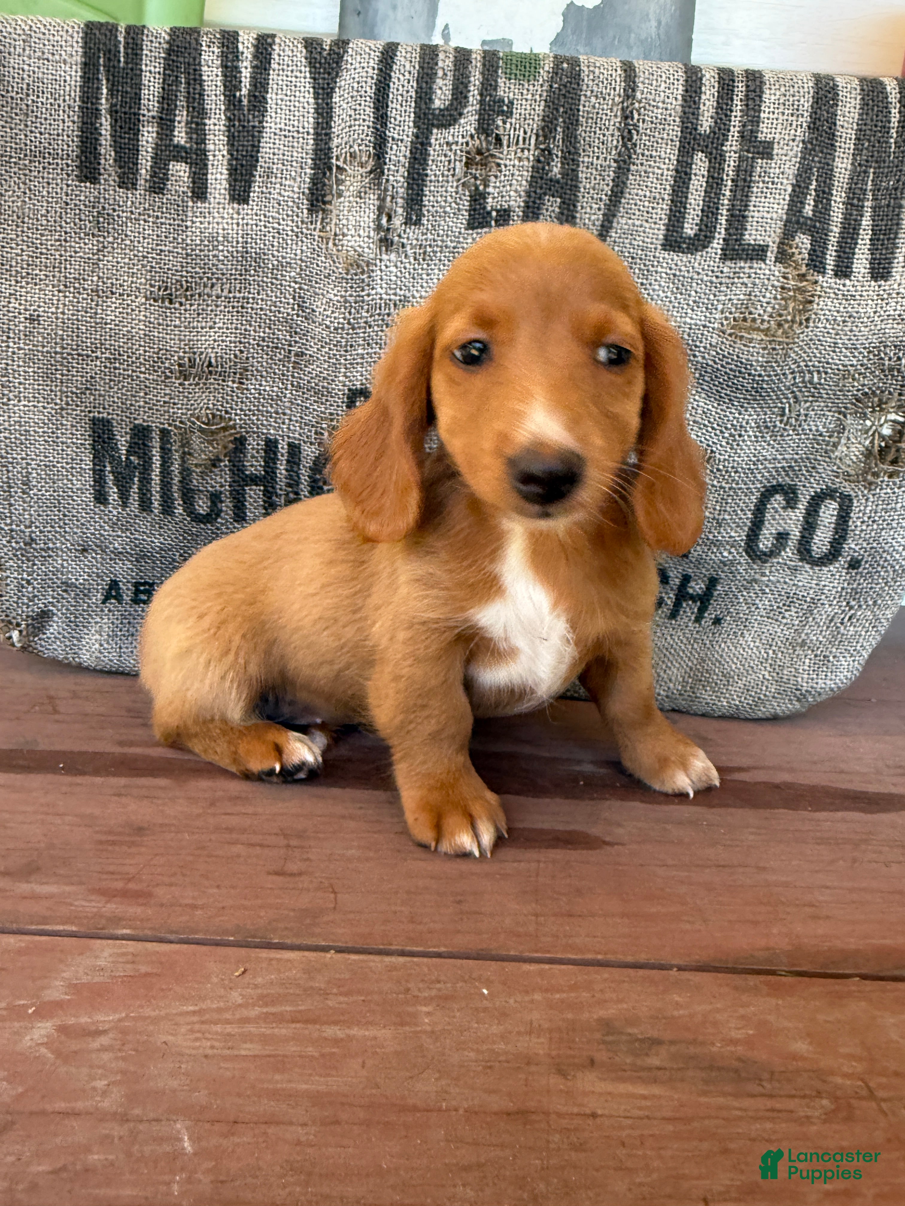 Miniature Dachshund dogs Ella - Ad 1