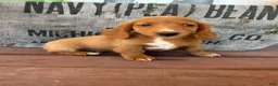 Miniature Dachshund dogs for sale: Ella - Ad 2