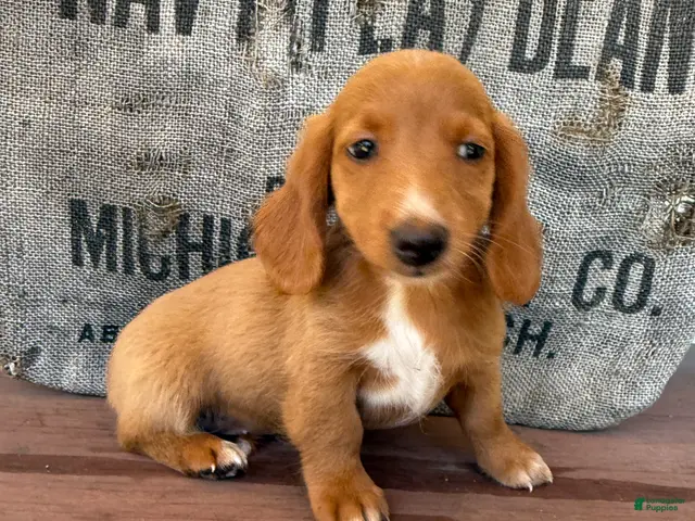 Miniature Dachshund dogs for sale: Ella - Ad 2
