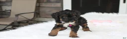 Miniature Poodle dogs for sale: Amber  - Ad 16