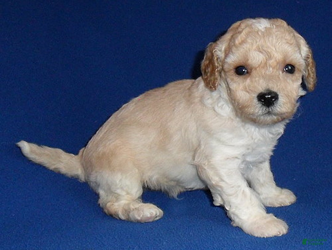 Shihpoo dogs for sale: Yogi - Ad 4