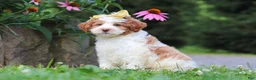 Mini Bernedoodle dogs for sale: Rain - Ad 6