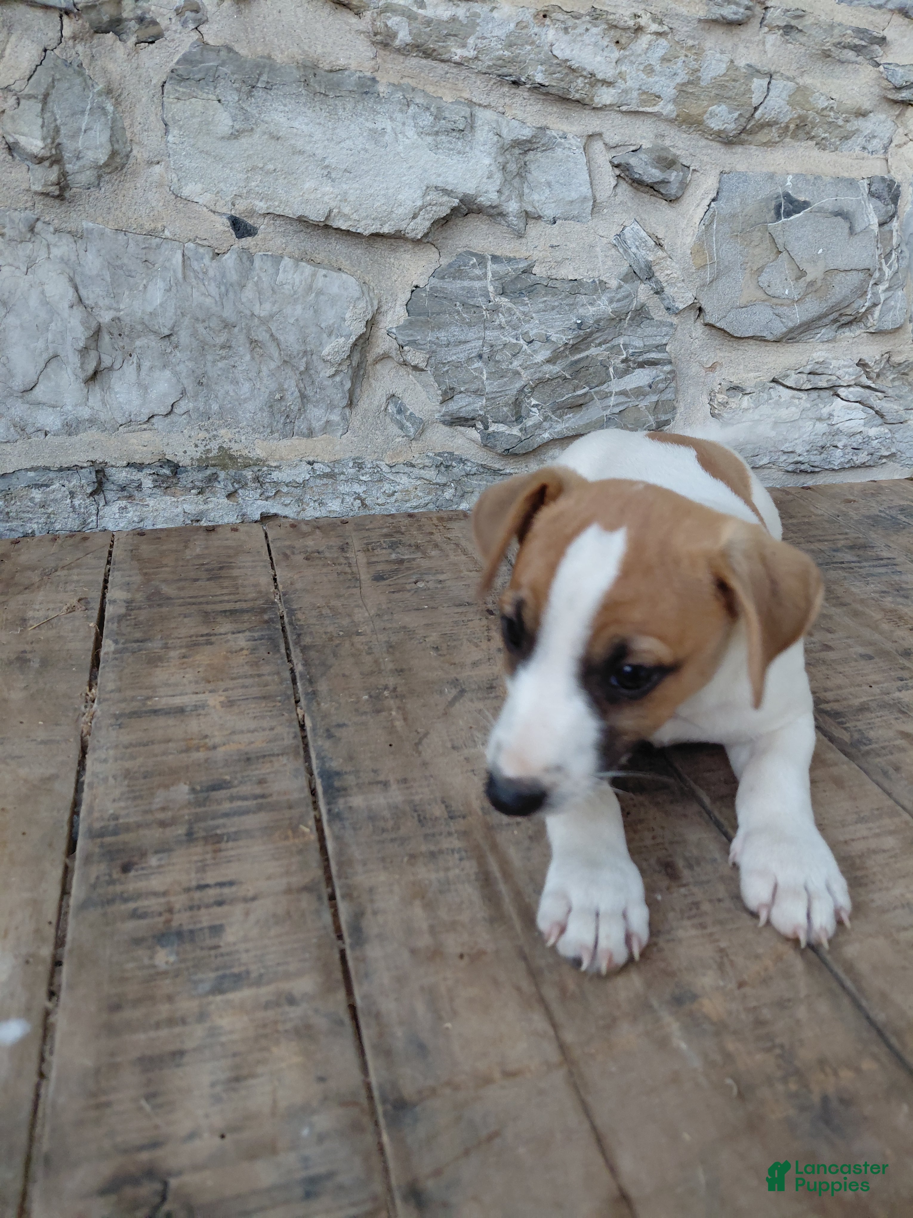 Jack Russell Terrier dogs Alec - Ad 2