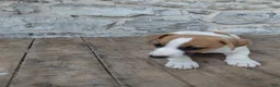 Jack Russell Terrier dogs for sale: Alec - Ad 2