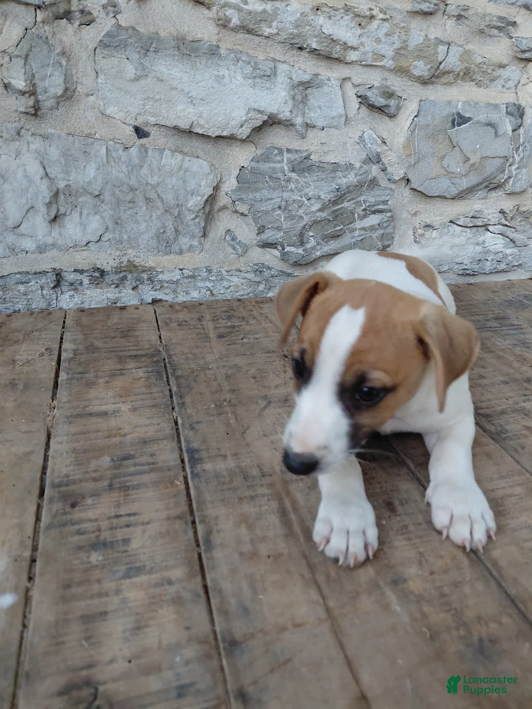 Jack Russell Terrier dogs for sale: Alec - Ad 2