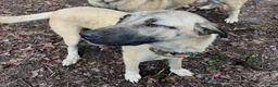 Mixed Breed dogs for sale: Anatolian/ Kangal- Black - Ad 4