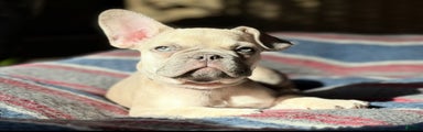 French Bulldog Puppy 1