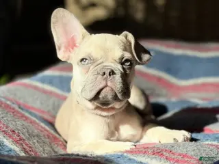 French Bulldog dogs French Bulldog Puppy 1 - Ad 12