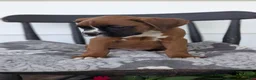 Boxer dogs for sale: Kai - Ad 7
