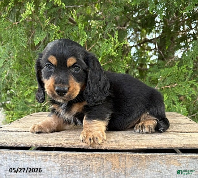 Dachshund dogs Bear - Ad 1