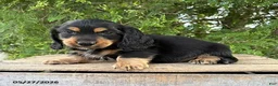 Dachshund dogs for sale: Bear - Ad 1