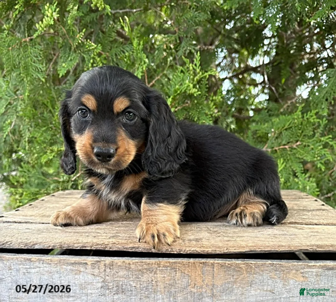 Dachshund dogs for sale: Bear - Ad 1