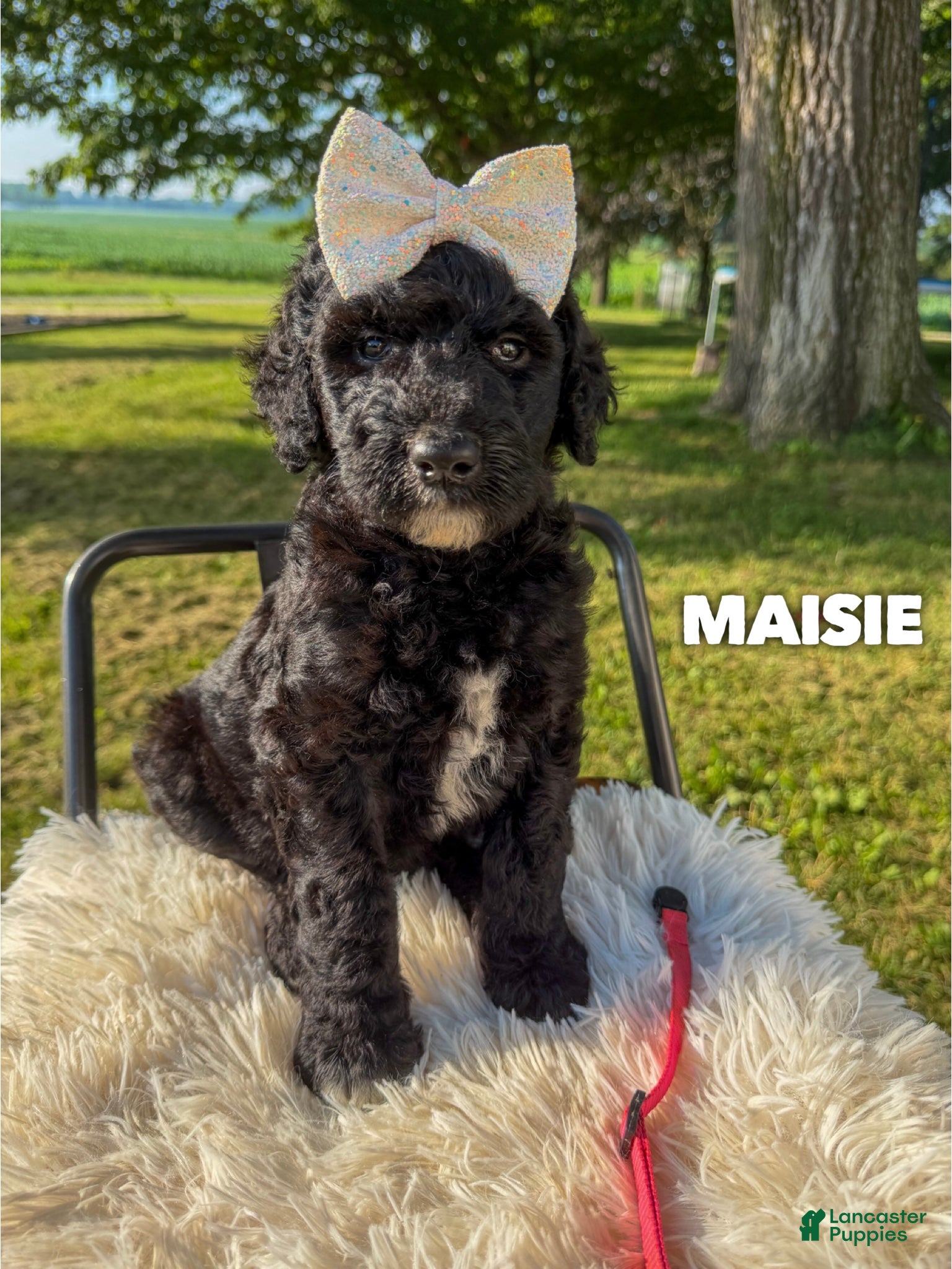 Goldendoodle dogs Maisie - F1b - Ad 1