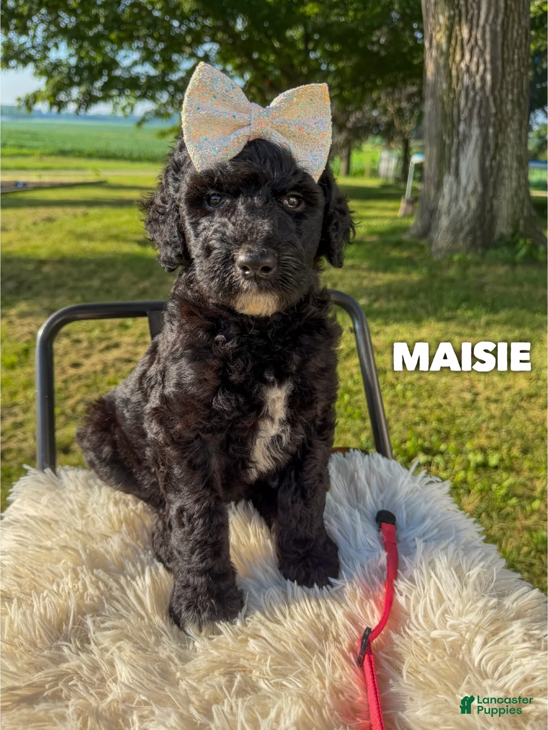 Goldendoodle dogs for sale: Maisie - F1b - Ad 2