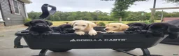 Labrador Retriever dogs for sale: Labrador Retriever 7 (green) - Ad 5