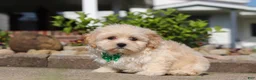 Shihpoo dogs for sale: Trandon - Ad 5